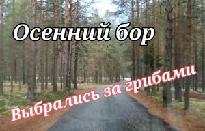 Коччойяг Вечер в лесу