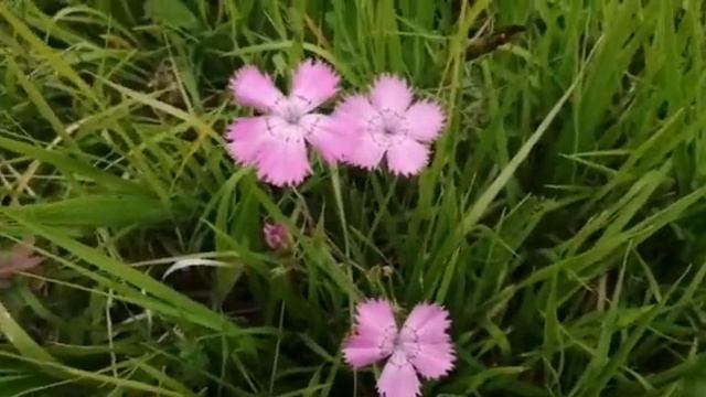 УДИВИТЕЛЬНАЯ ПРИРОДА 10 /ГВОЗДИКА ПОЛЕВАЯ/