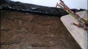 Как укоренить и вырастить розу из черенков осенью в подвале!