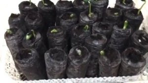 Огурцы в торфяных таблетках - 4