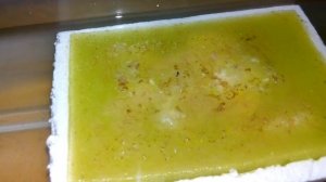 Аулофорус. Секреты разведения