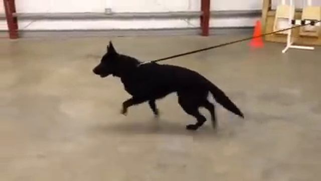 Protection Dog Sales Axel von Prufenpuden Protection Demo смотреть онлайн