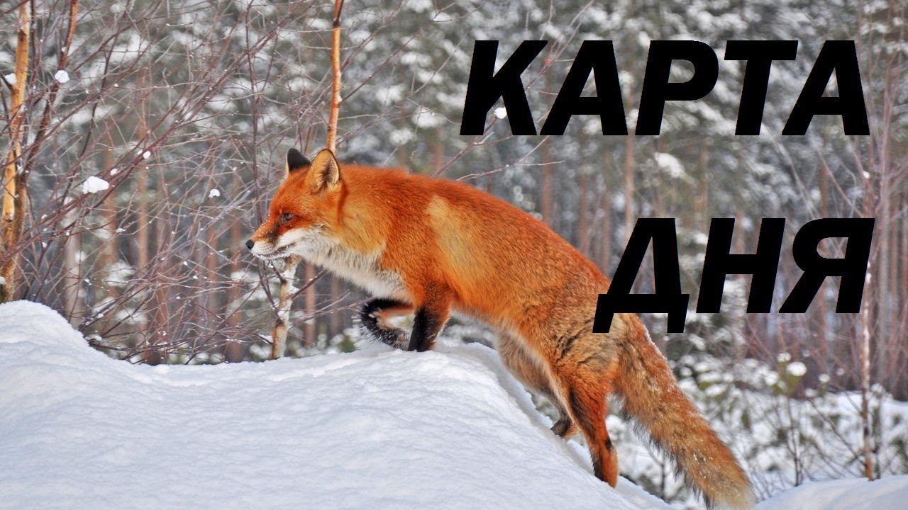 25 НОЯБРЯ ГОРОСКОП КАРТА ДНЯ ТАРО