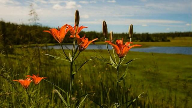 Сардаана (Лилия даурская) смотреть онлайн