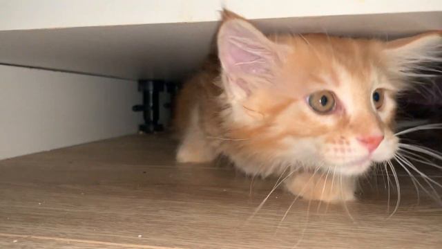 Барсик и кухонный гарнитур))) напомнило серию Винни Пуха где он застрял в норе Кролика))) смотреть онлайн