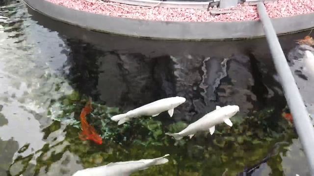 ПАРК ГАЛИЦКОГО КРАСНОДАР ЗИМОЙ. ФУТУРИСТИЧНЫЕ РАСТЕНИЯ и ПОСТРОЙКИ, КОТОРЫЕ НАДО ОБЯЗАТЕЛЬНО УВИДЕТ смотреть онлайн