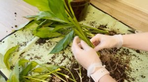 №29. Спатифиллум. Как пересадить старый куст. Пересадка с делением куста.