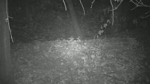 Барсук собирается уходить  в спячку.