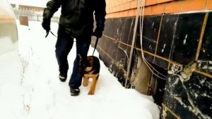 Щенок Восточно европейской овчарки 3 месяца