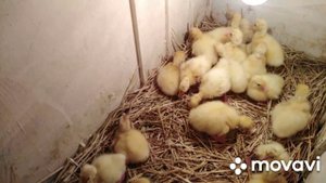 Вывод гусят Линда из яйца с Благоварского племзавода ???