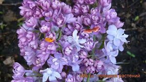 Сирень обыкновенная Надежда (syringa vulgaris nadeshda) ? обзор: как сажать, саженцы сирени Надежда