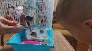 Убираю в клетке у хомяка Степы