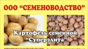 ООО "Семеноводство" в Суйде: семенной картофель, зерновые культуры в Гатчинском районе Лен.области