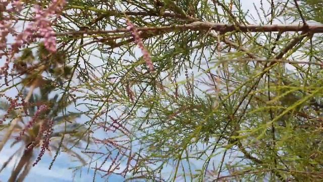 Красивые деревья в Израиле. ТАМАРИКС или Бисерник цветет в Хайфе. смотреть онлайн