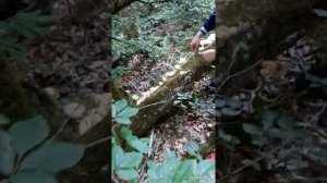 Лес КЧР. мешок опят за 5 минут. Тихая охота на грибы часть 2. Вселенная опят. Mushroom universe.