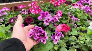 Обзор теплиц с цветами на 7 апреля 2024 г.