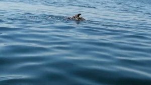 Рыбалка в Бурятии на Гусином озере. Спасение степного орла.