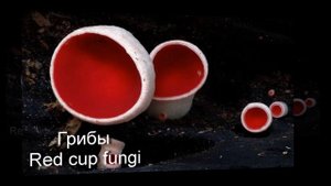 Самые красивые и необычные грибы