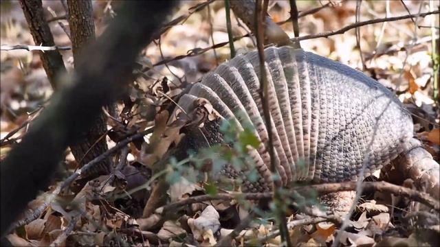 Интересные факты о броненосце(Interesting facts about the armadillo). смотреть онлайн