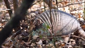 Интересные факты о броненосце(Interesting facts about the armadillo).