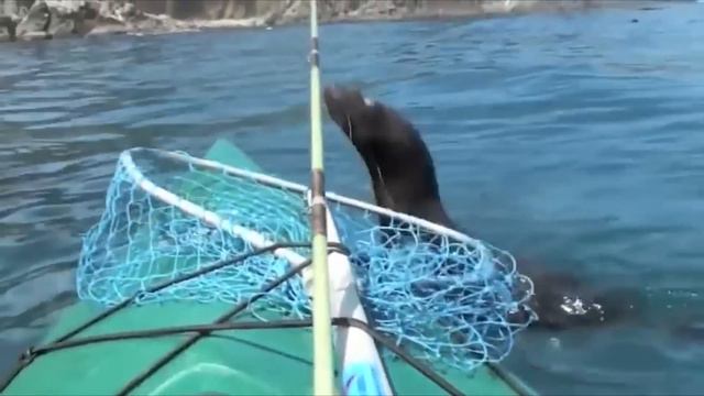 Animals Caught Being Jerks смотреть онлайн