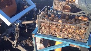 VID 20230508 184716  Самодельная картофелесажалка на трактор т 16