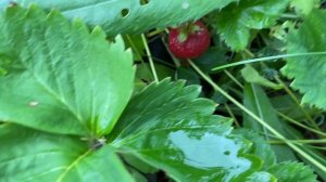 Клубника. Сбор урожая. 22 июня 2024 года. Самарская область