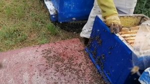 Пасека! Вывожу из роевого!