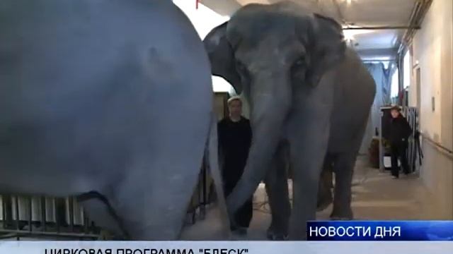 цирк смотреть онлайн