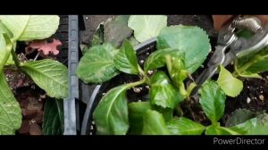 формируем красивый кустик крупнолистной гортензии