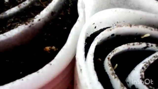 Результат Посадки Семян в Улитки 02.04.2021. астра проклюнулась в таблетках и в дисках через 2 дня смотреть онлайн