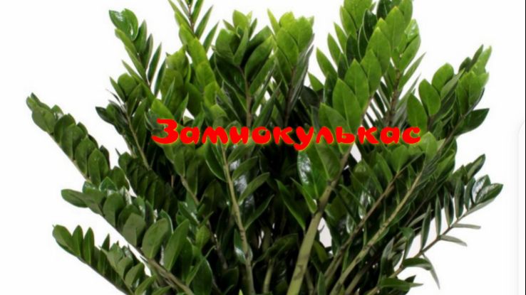 Замиокулькас, долларовое дерево. посадка, размножение. смотреть онлайн