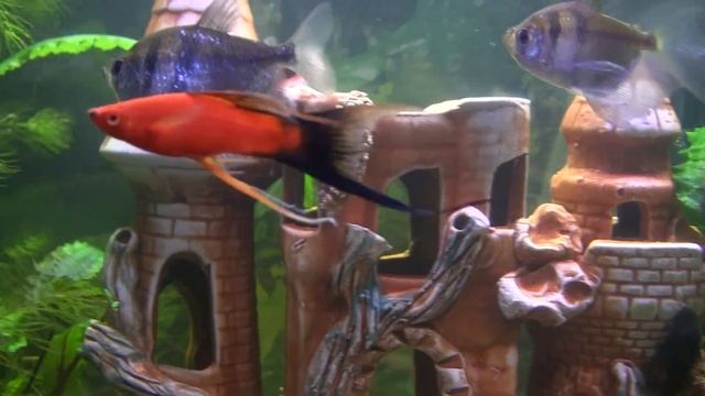 Рыбы смотреть онлайн