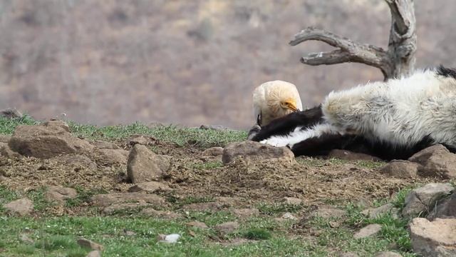 Ασπροπάρης (Neophron percnopterus) смотреть онлайн