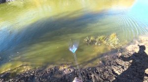 Рыбалка на КАСТИНГОВУЮ СЕТЬ.Много коряг,Судачок,Лещ,Плотва,Окунь.#рыбалка Осень 2023 #ВашНЕЗНАКОМЕЦ