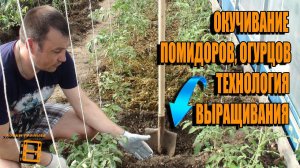ОКУЧИВАНИЕ ПОМИДОРОВ (ОГУРЦОВ). МУЛЬЧИРОВАНИЕ. ТЕХНОЛОГИЯ ВЫРАЩИВАНИЯ ОГУРЦОВ И ПОМИДОРОВ