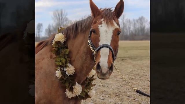 18 самых редких и красивых лошадей в мире смотреть онлайн