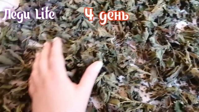 Сушка крапивы для шиншилл. Как сушу крапиву. смотреть онлайн