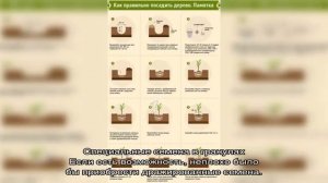 Как посадить морковь, чтобы не прореживать: 4 лучших способа