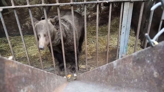 Медведь кушает смотреть онлайн