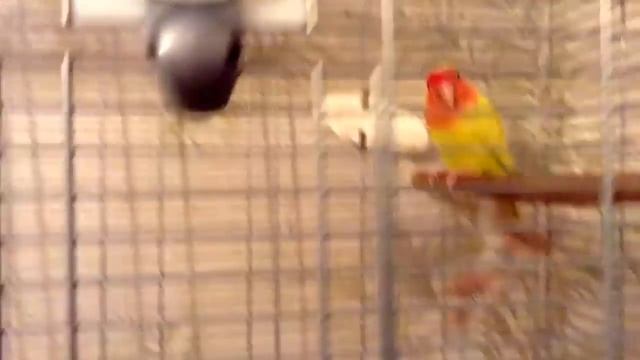 1. Приручение неразлучника. Начало. смотреть онлайн