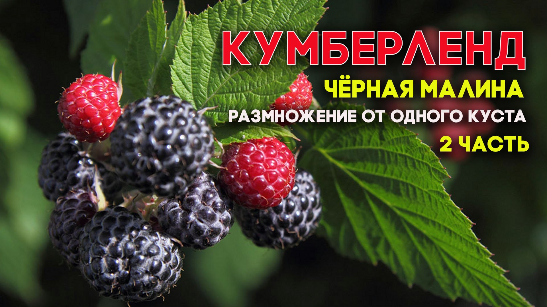 Черная малина кумберленд. Размножение от одного куста - результат.