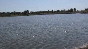 женам тоже по силам карповая ловля! карп на макушатник