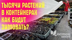 ТЫСЯЧИ растений В КОНТЕЙНЕРАХ! Как будут зимовать! ДЕЛЮСЬ СЕКРЕТАМИ