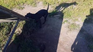 ПИТБУЛЬ!!! ЖЕСТКОЕ ВОСПИТАНИЕ!!!