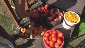 6 соток 13 сентября 2023 года Хроника