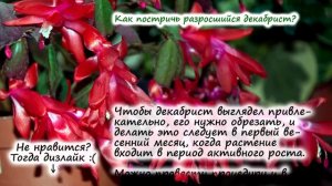 Декабрист – частые вопросы при выращивании (не цветёт, не растёт, сбрасывает бутоны и т.д.)