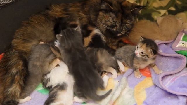 GIT Awards Presentation SPRING 2019 смотреть онлайн