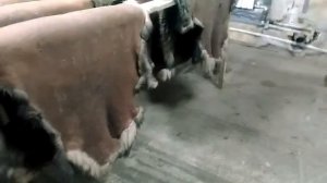 Сушка шкур после обработки
