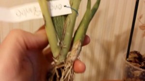 Онцидиум.Вот такие неприятности.Нужен совет.